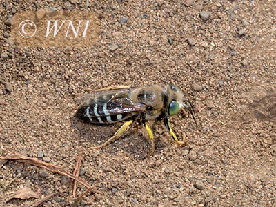 American Sand Wasp (Bembix americana)